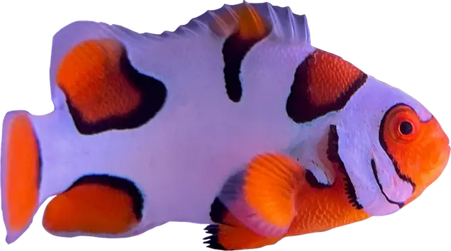 WYSIWYG Helmet Picasso #HP14 (1.5-2")