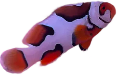 WYSIWYG Helmet Picasso #HP24 (1.75-2.5")