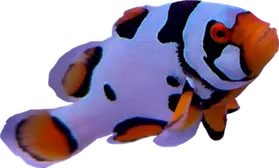 WYSIWYG Helmet Picasso #HP2 (1.75-2.5")