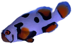 WYSIWYG Helmet Picasso (1.75-2.5") #HP34