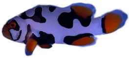 WYSIWYG Helmet Picasso (1.75-2.5") #HP35