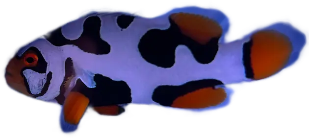 WYSIWYG Helmet Picasso (1.75-2.5") #HP35