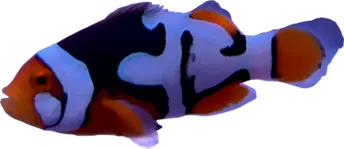 WYSIWYG Helmet Nebula (1.5-2") #N4