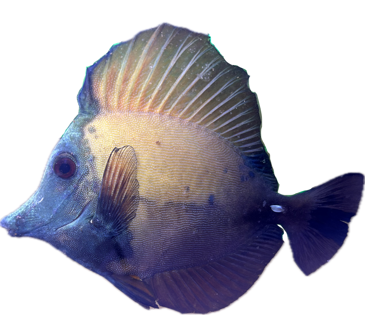 WYSIWYG A-Grade Koi Scopas Tang #K1