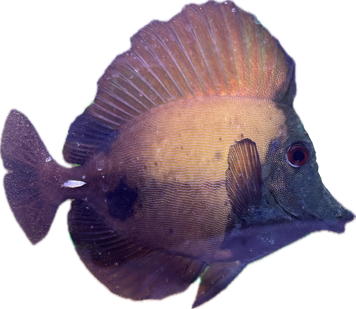 WYSIWYG A-Grade Koi Scopas Tang #K1