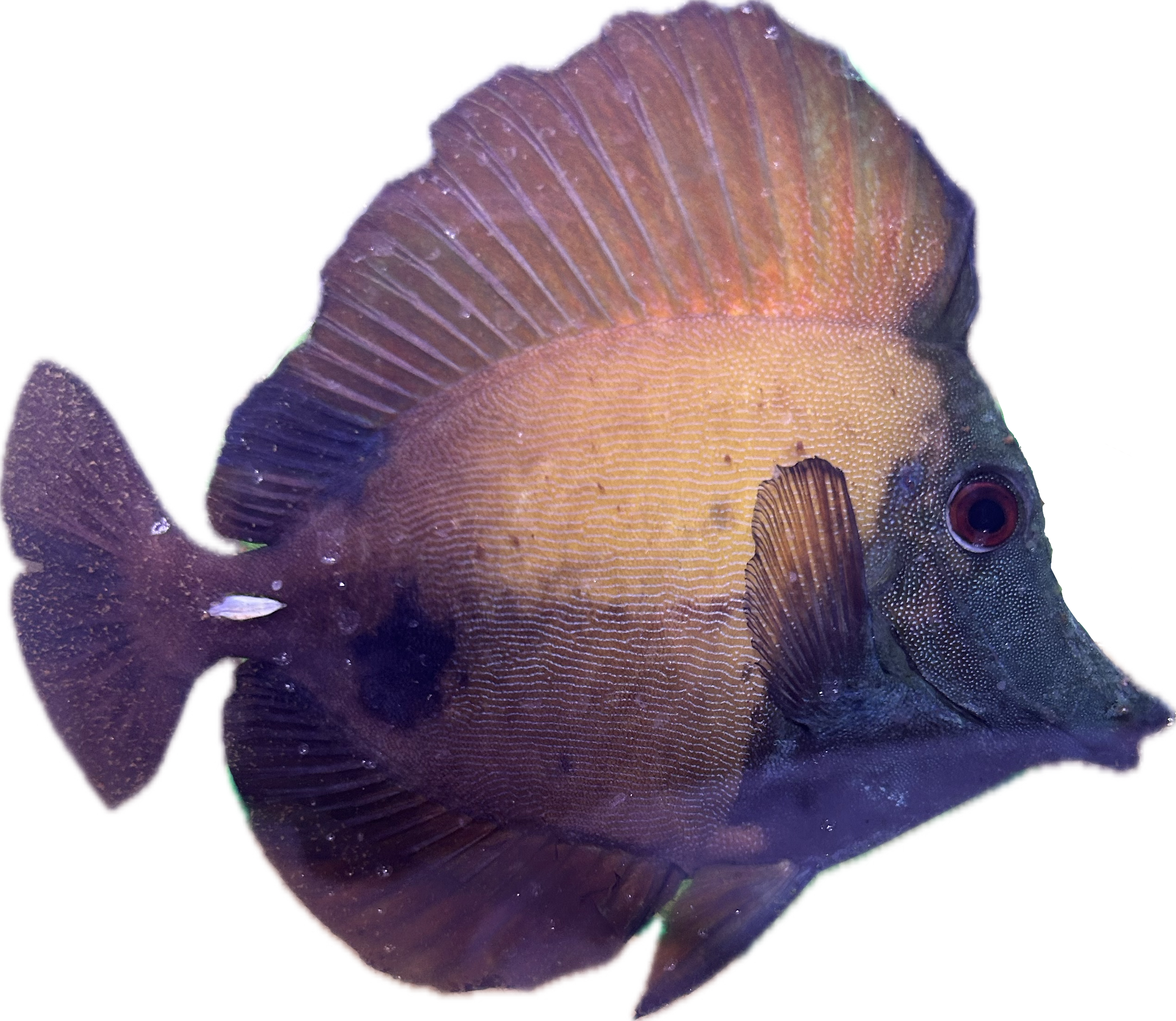 WYSIWYG A-Grade Koi Scopas Tang #K1