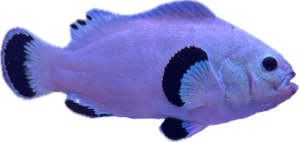 WYSIWYG Snowstorm Pair (Breeding size) #SP1
