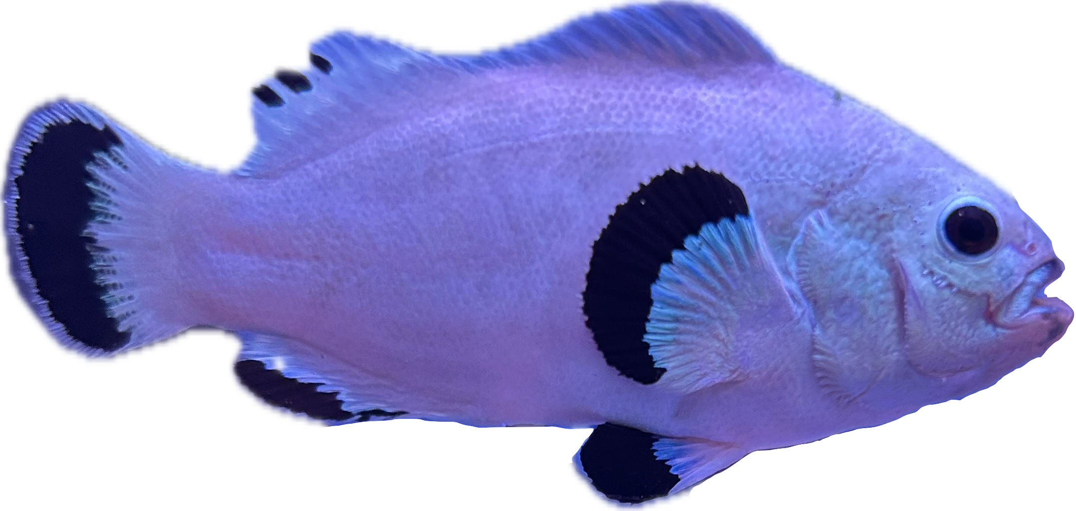 WYSIWYG Snowstorm Pair (Breeding size) #SP1