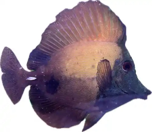 A-Grade Blue Face Koi Tang
