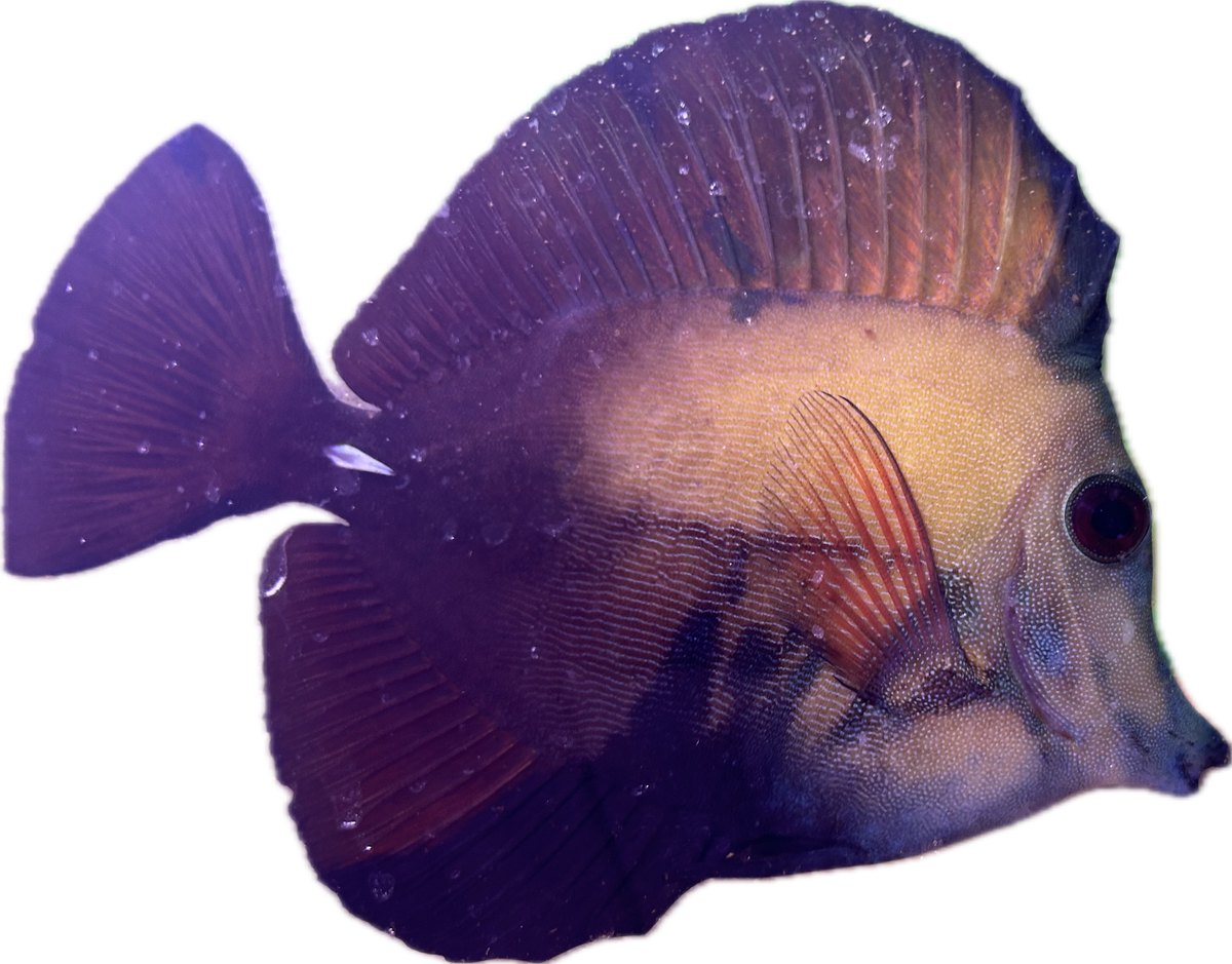 WYSIWYG A-Grade Koi Scopas Tang #K2