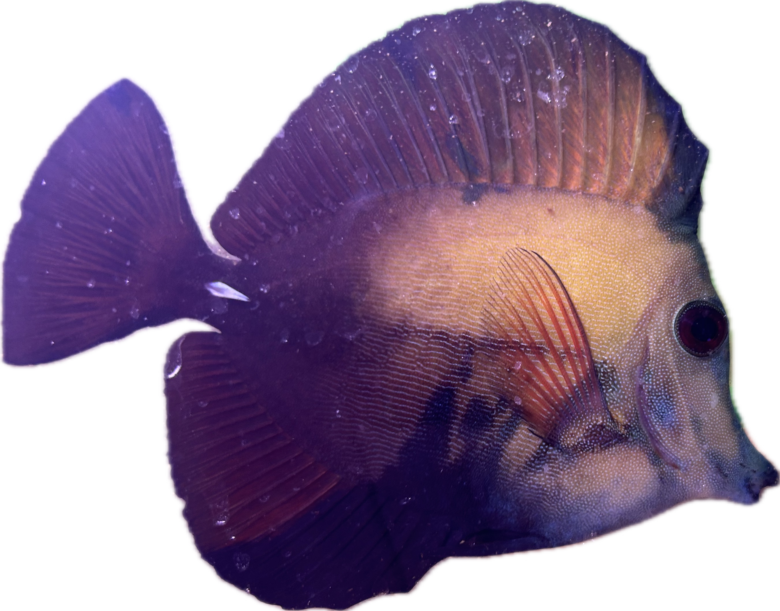 WYSIWYG A-Grade Koi Scopas Tang #K2