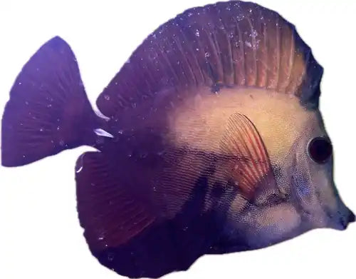 A-Grade Blue Face Koi Tang