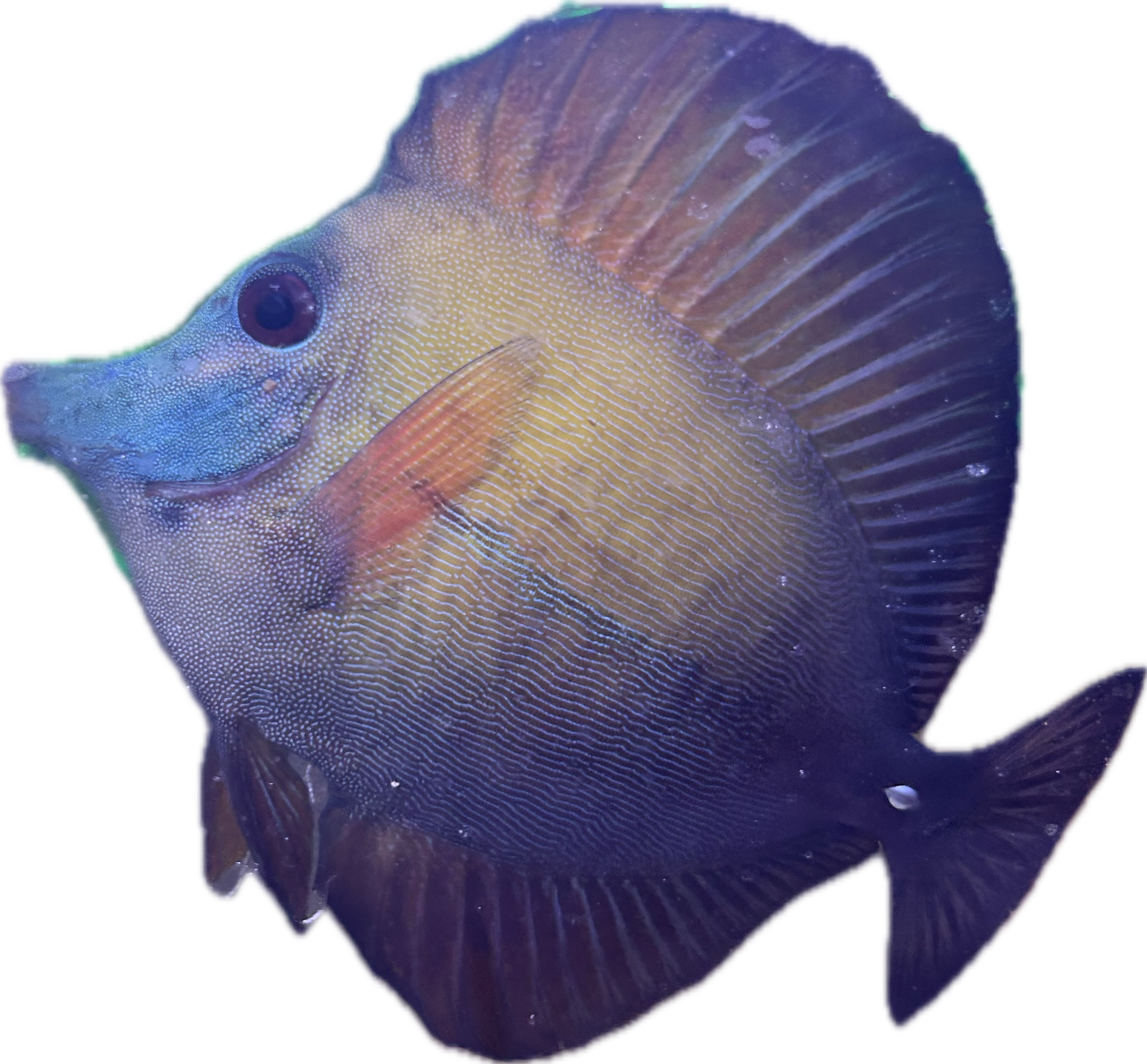 B-Grade Blue Face Koi Tang