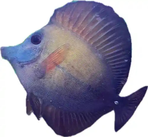 B-Grade Blue Face Koi Tang