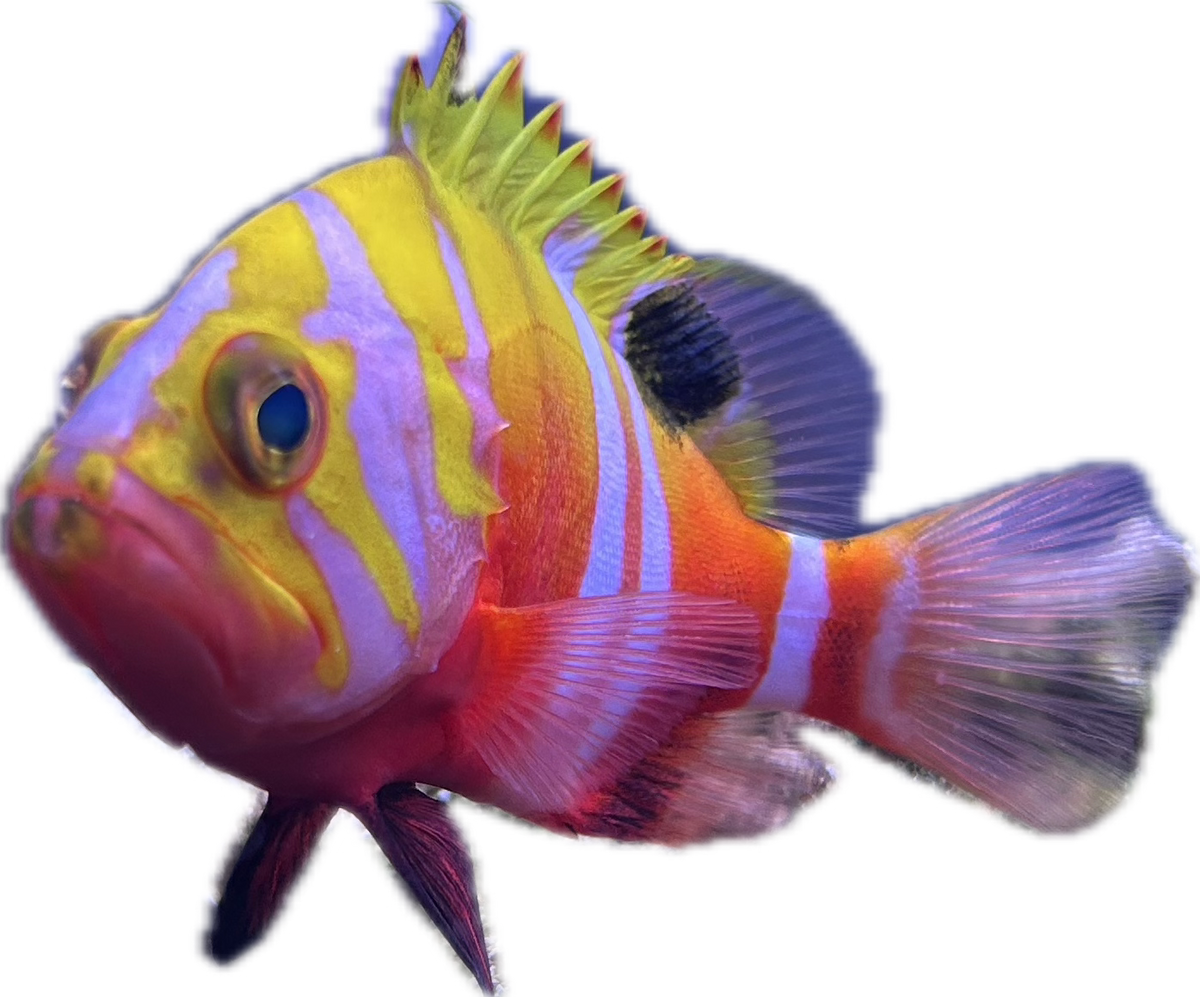 Neptune grouper