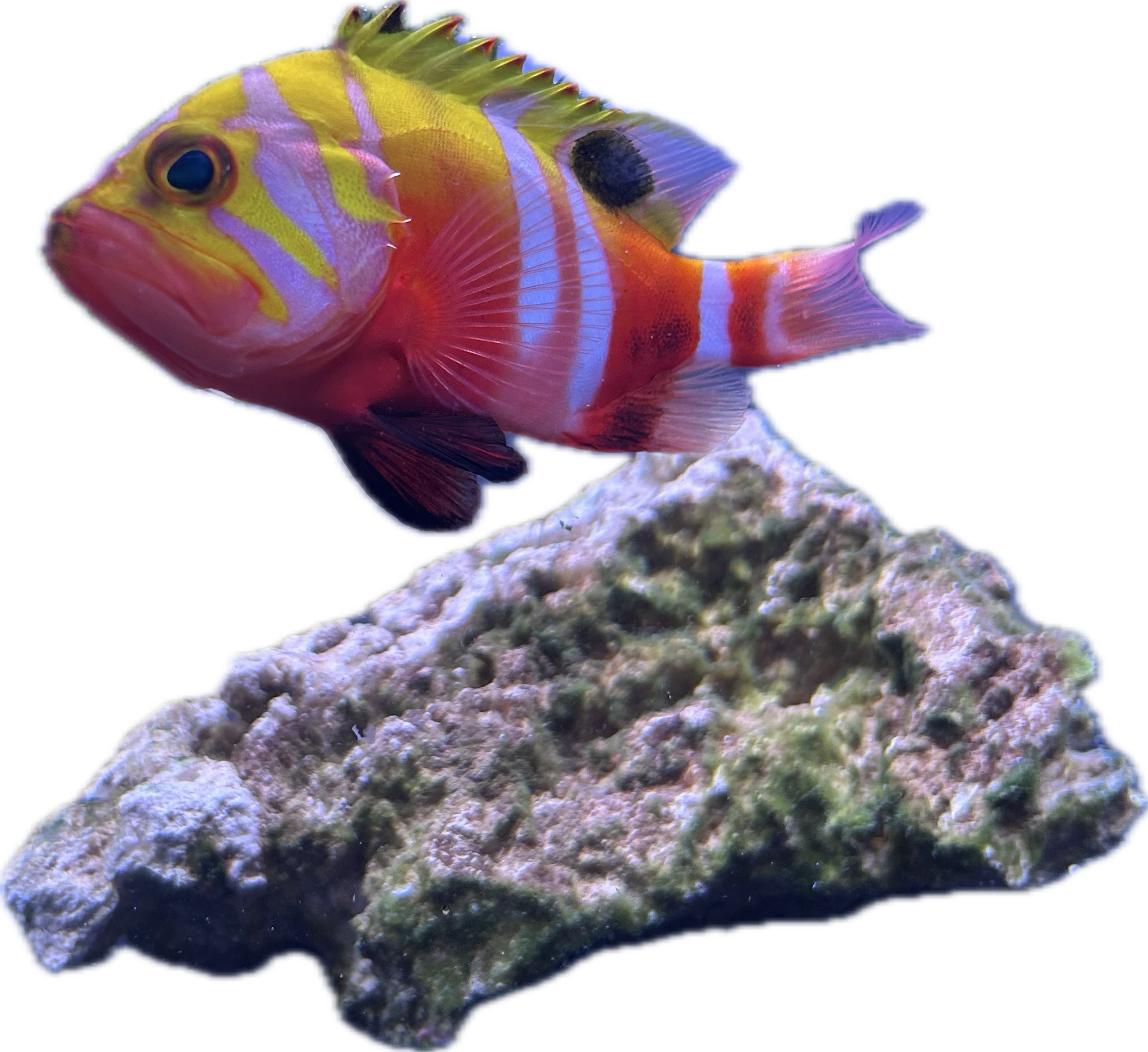 Neptune grouper