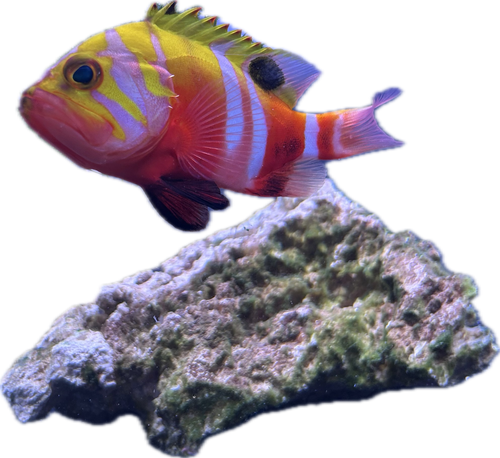 Neptune grouper