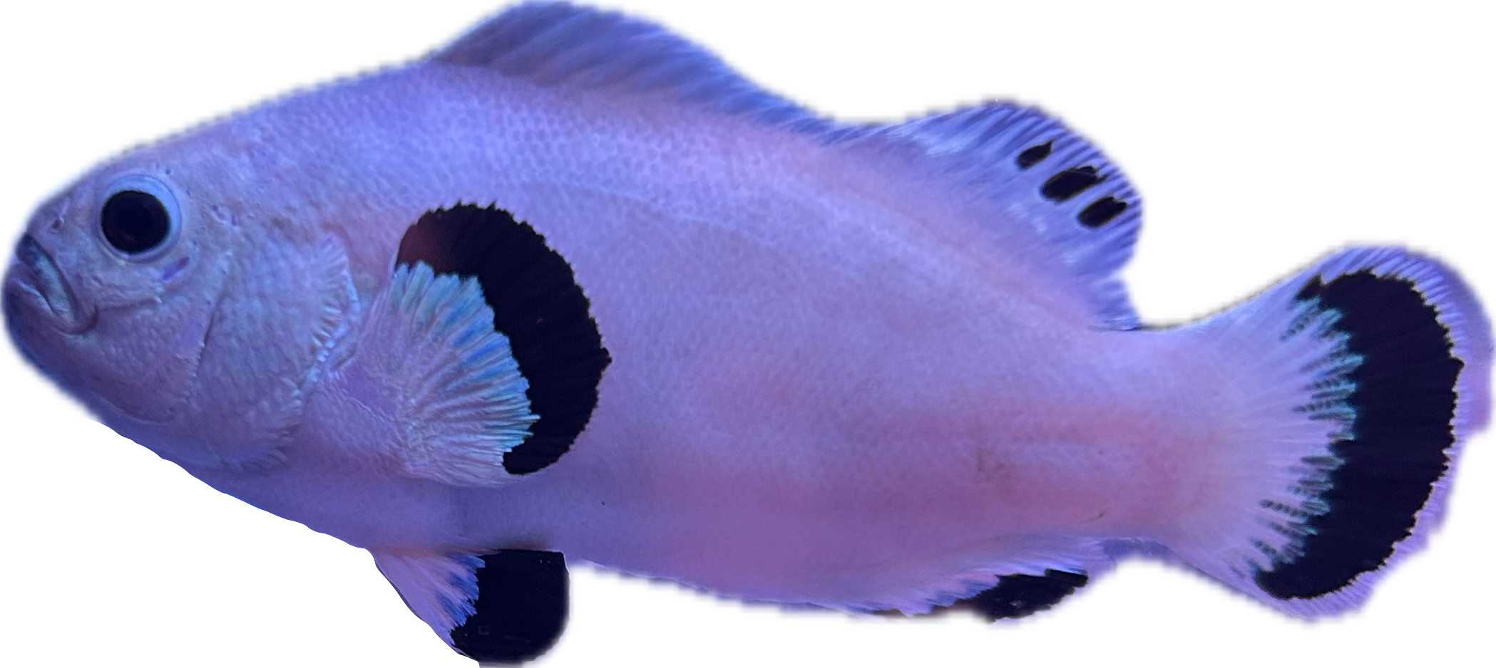 WYSIWYG Snowstorm Pair (Breeding size) #SP1