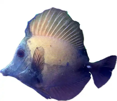A-Grade Blue Face Koi Tang
