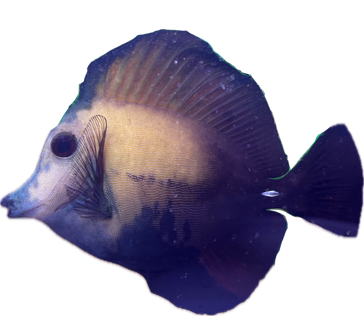 WYSIWYG A-Grade Koi Scopas Tang #K2
