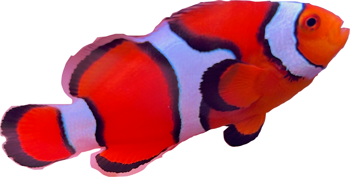 WYSIWYG Percula Clownfish Pair #RP1