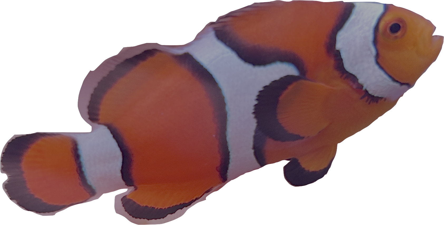 WYSIWYG Percula Clownfish Pair #RP1
