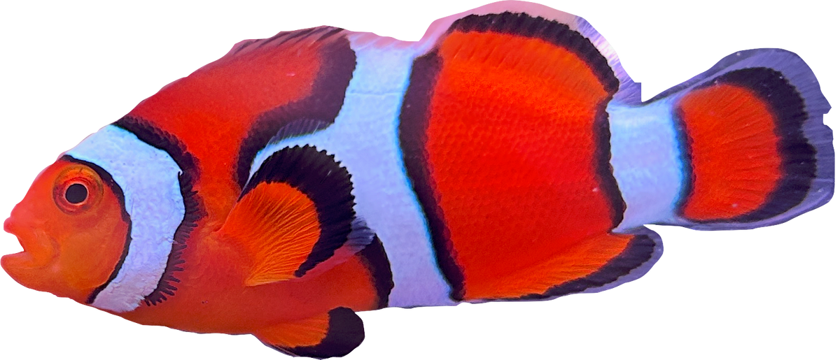 WYSIWYG Percula Clownfish Pair #RP1
