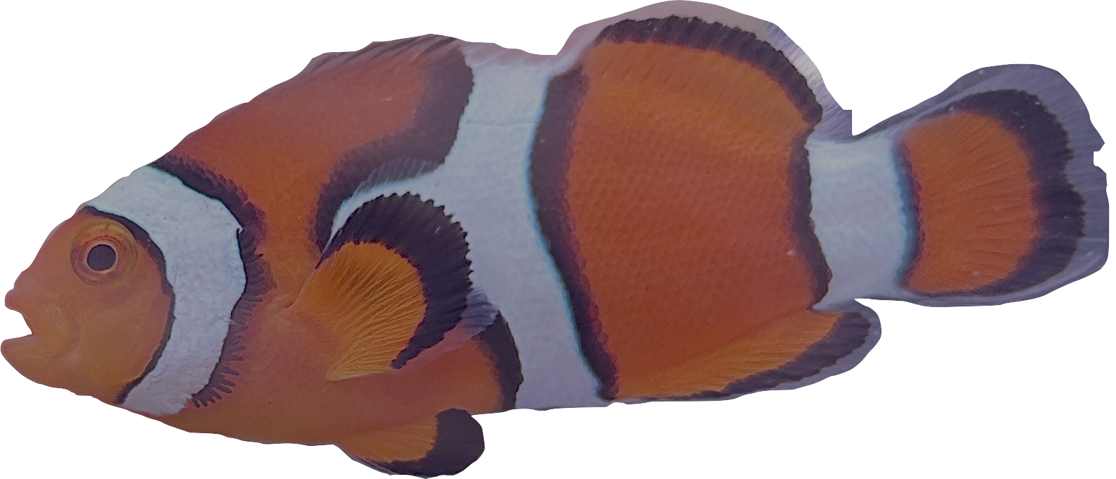 WYSIWYG Percula Clownfish Pair #RP1
