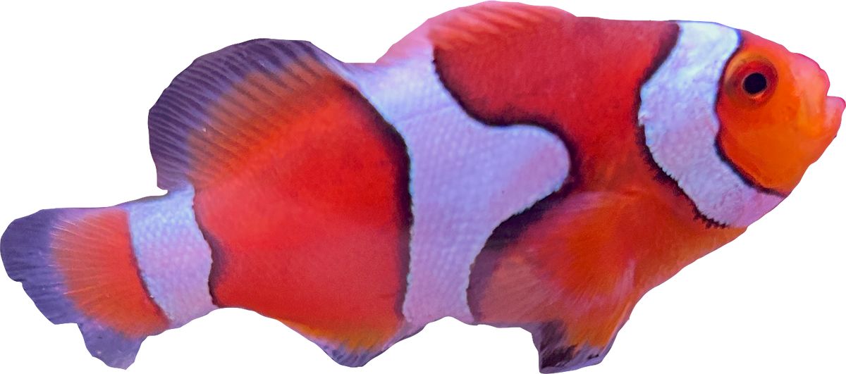 WYSIWYG Percula Clownfish Pair #RP1