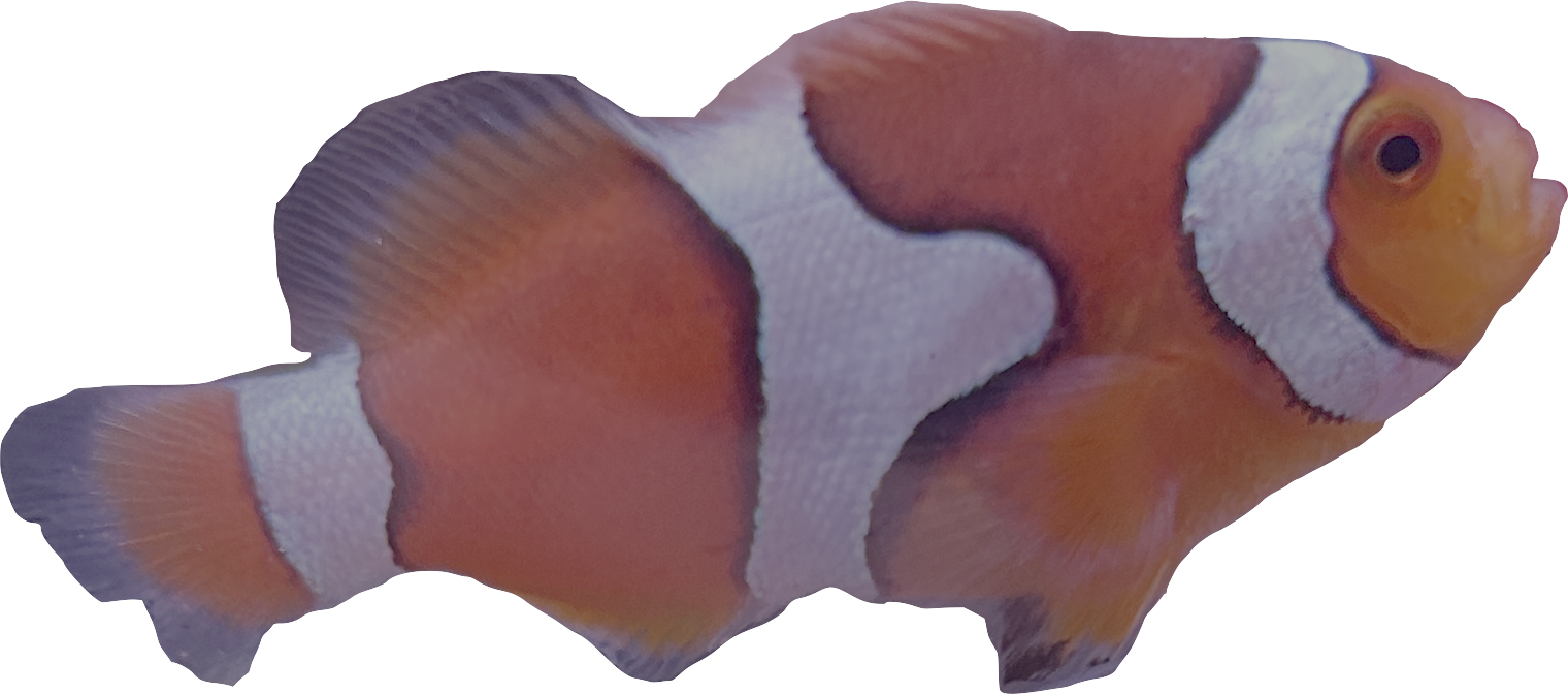 WYSIWYG Percula Clownfish Pair #RP1