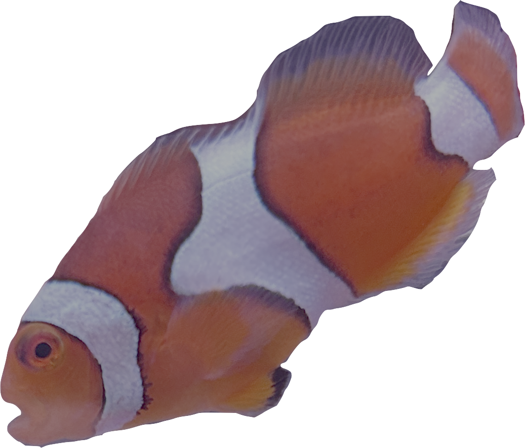 WYSIWYG Percula Clownfish Pair #RP1