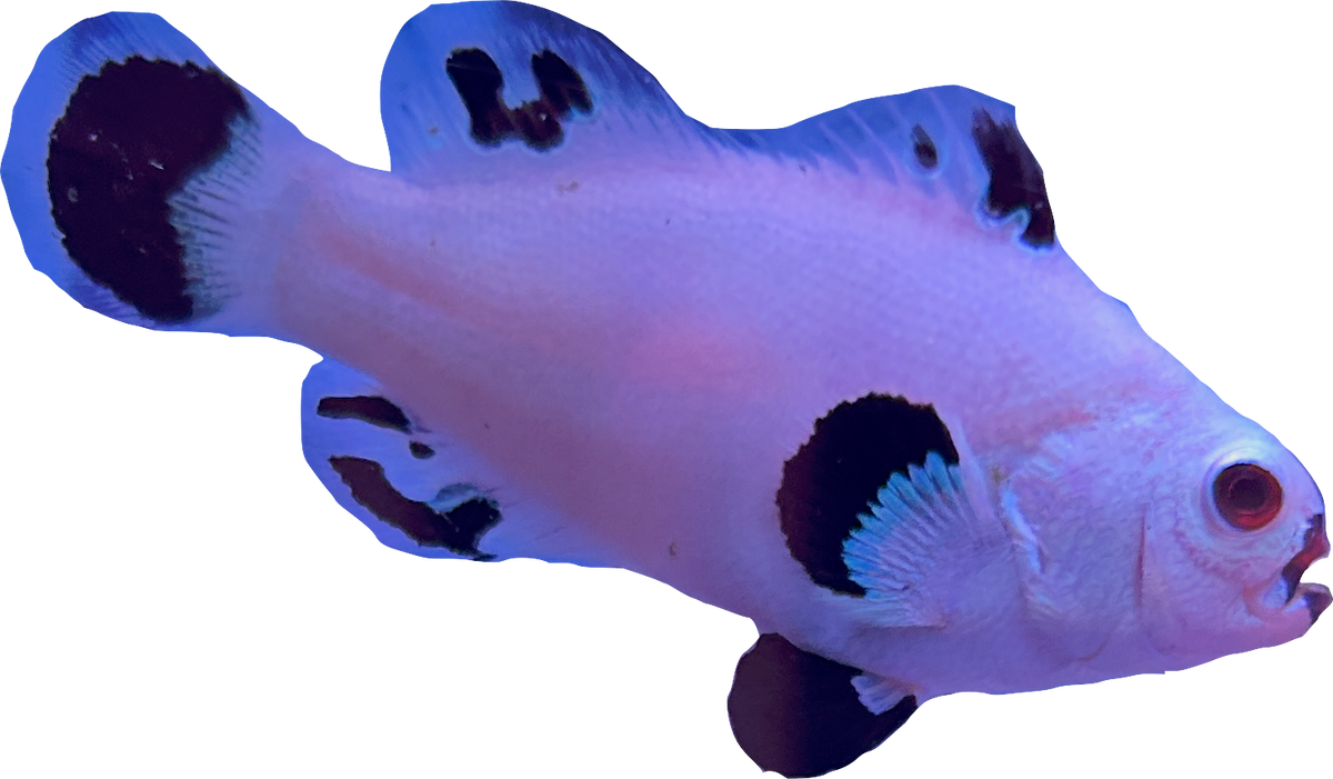 WYSIWYG Snowstorm Pair (Breeding size) #SP1