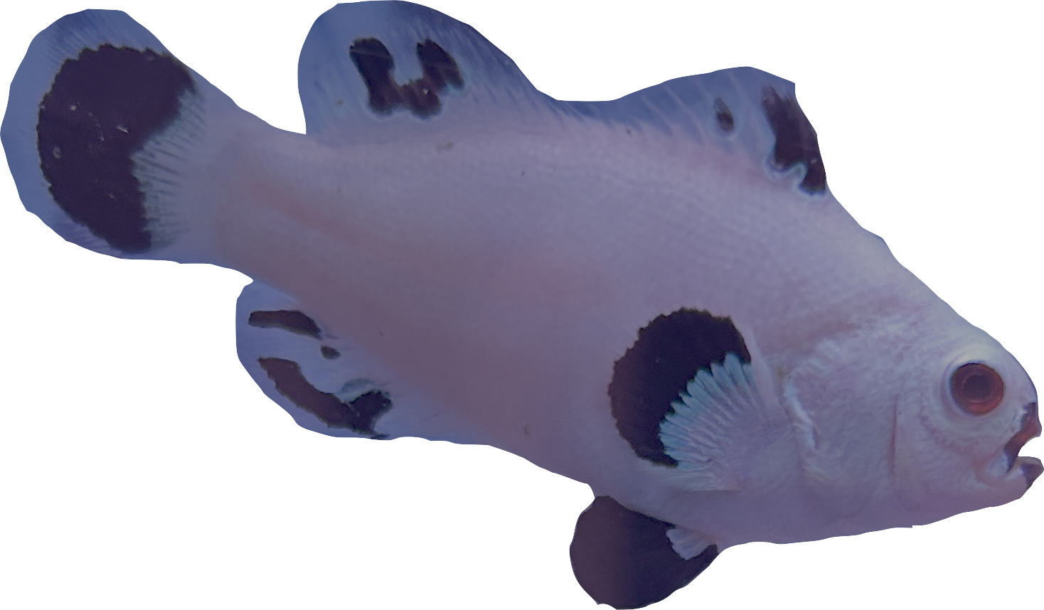 WYSIWYG Snowstorm Pair (Breeding size) #SP1