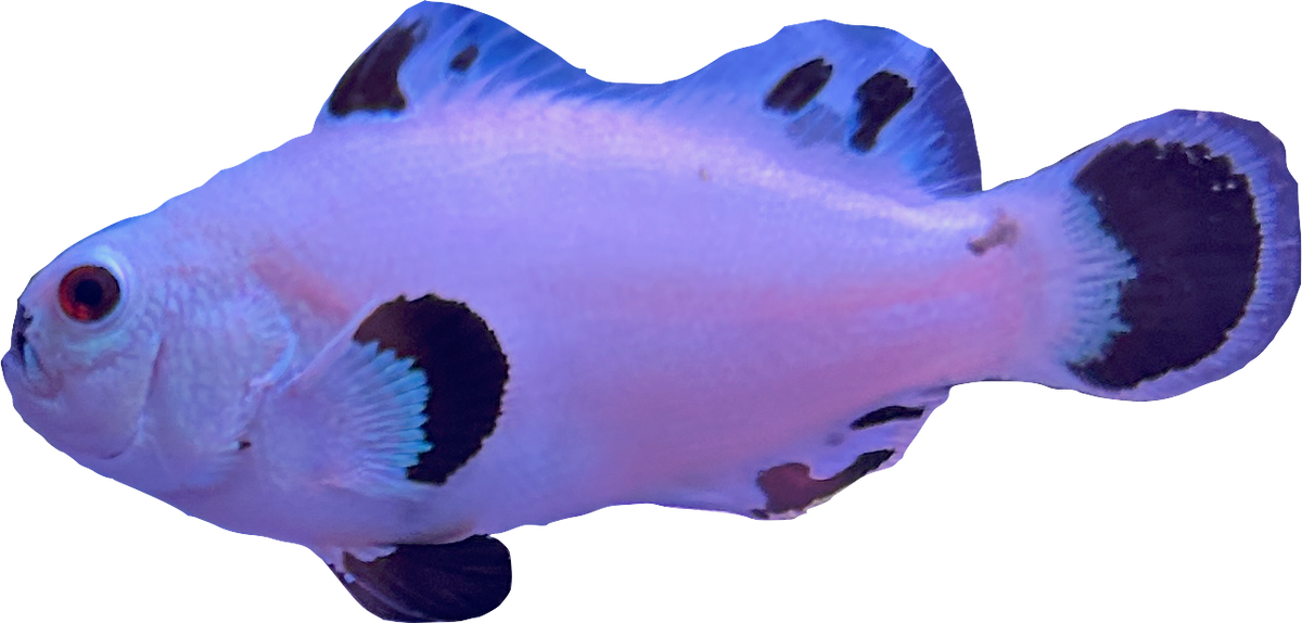 WYSIWYG Snowstorm Pair (Breeding size) #SP1