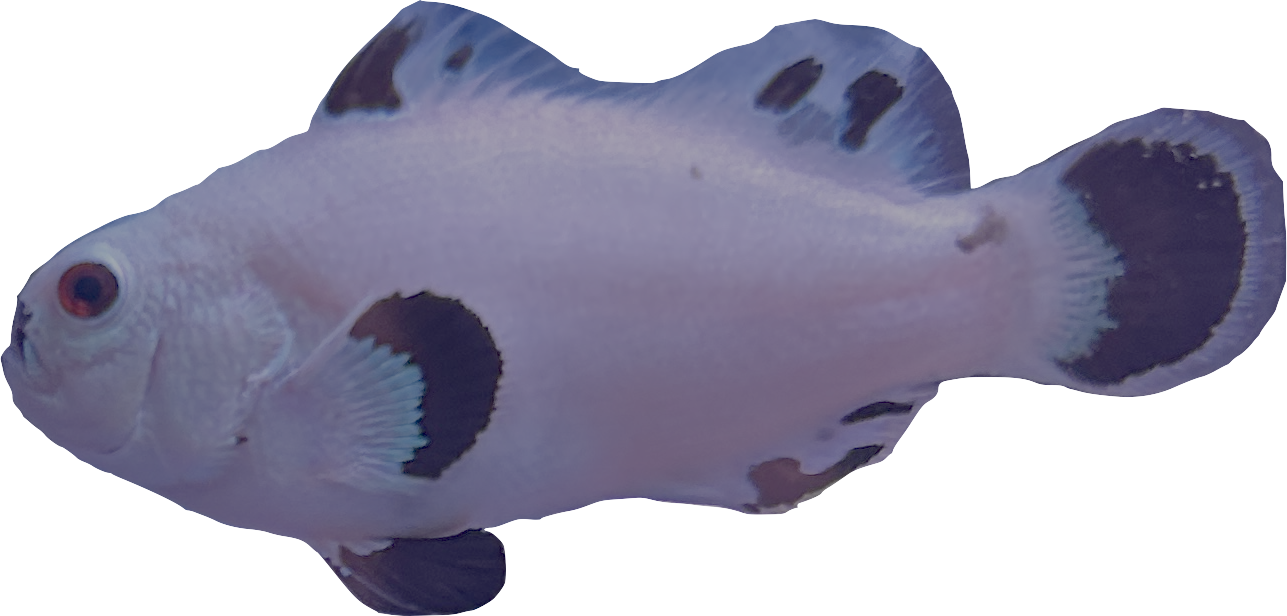 WYSIWYG Snowstorm Pair (Breeding size) #SP1