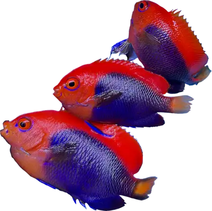 WYSIWYG Flameback Angelfish TRIO (Spawning) #FA1