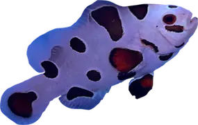 Mocha Storm Anemonefish