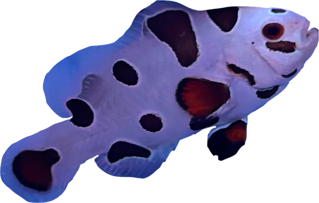 Mocha Storm Anemonefish