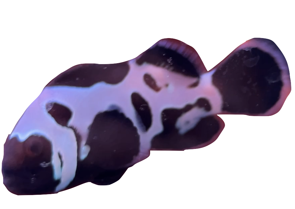 WYSIWYG Helmet Nebulas #NP1