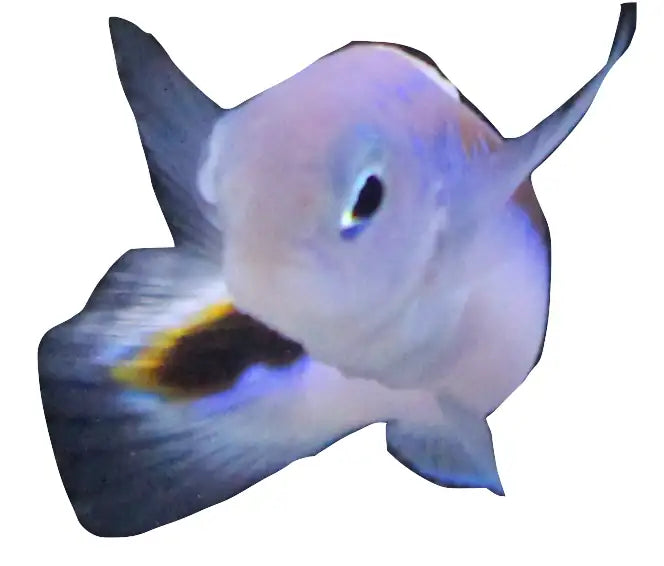 Oreni Tilefish
