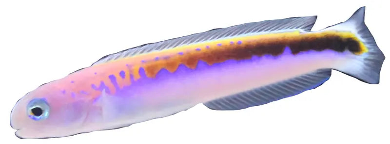 Oreni Tilefish