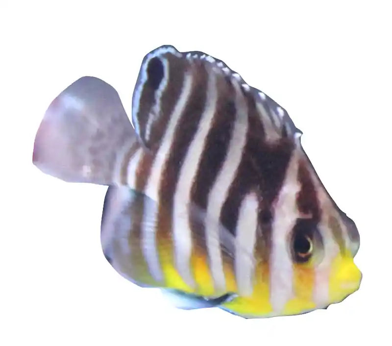 Multibar Angelfish (Captive Bred)