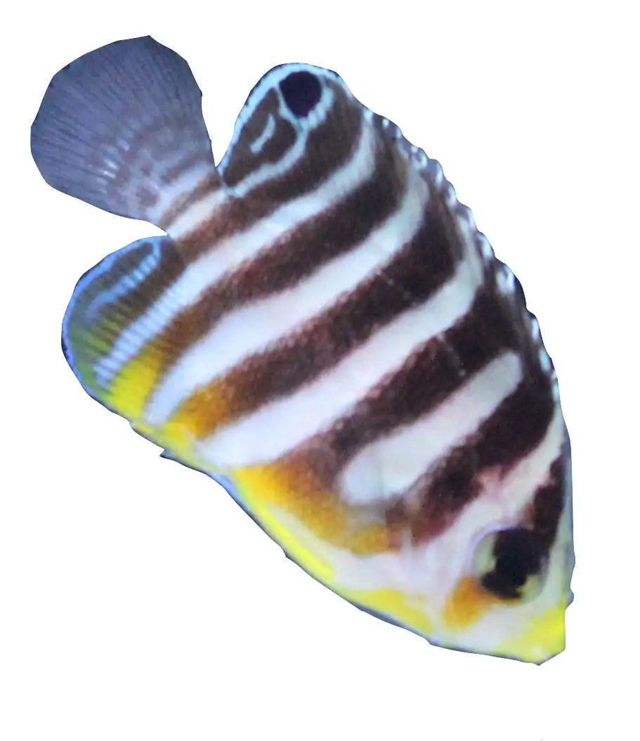 Multibar Angelfish (Captive Bred)