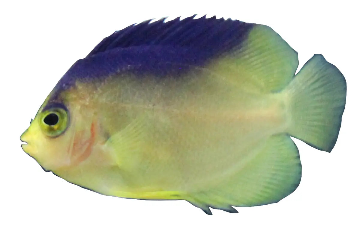 Colini Angelfish (Captive Bred)