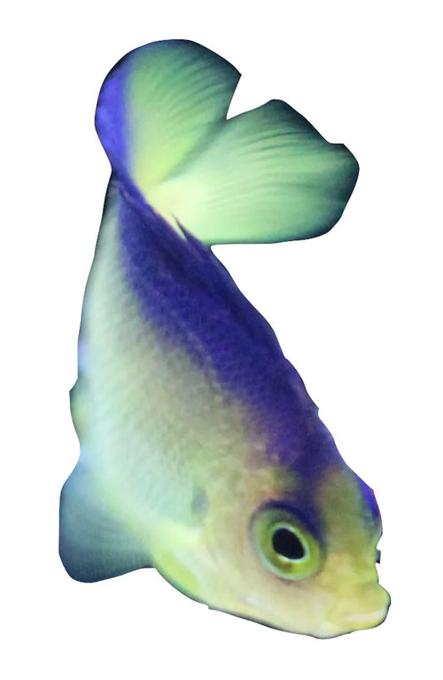 Colini Angelfish (Captive Bred)