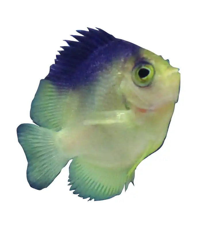 Colini Angelfish (Captive Bred)