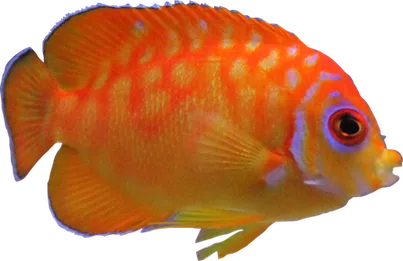 Leopyge Angelfish (Captive Bred)