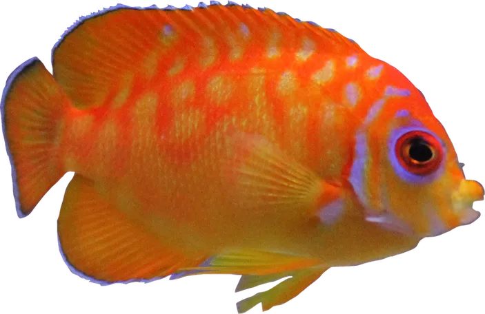 Leopyge Angelfish (Captive Bred) – Decamicron Labs