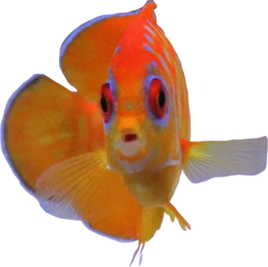 Leopyge Angelfish (Captive Bred)