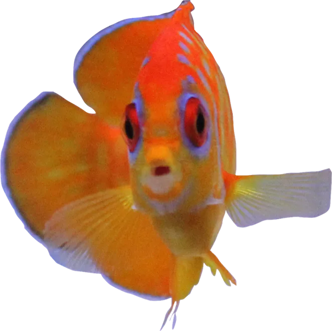 Leopyge Angelfish (Captive Bred) – Decamicron Labs
